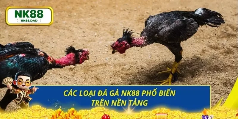 Điểm danh các hình thức đá gà tại NK88 đầy đa dạng